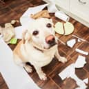 Here are some of the naughtiest dog breeds according to new research