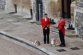 Queen Elizabeth II’s corgis watched on as Her Majesty’s coffin arrived at Windsor Castle for the Committal service on Monday 19 September.