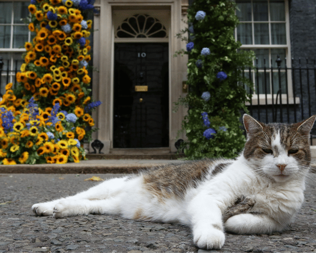 Larry the cat 1-0 Fox: Larry scraps with fox twice his size outside 10 Downing Street and it’s all on video 