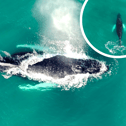 Gareth Tibbs caught rare footage of the whale swimming in waters off the shore of St Mary’s Island.