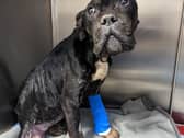 ‘Coco’ was found abandoned in an emaciated condition in Hull in January