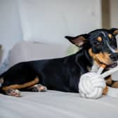 Enrichment toys and games will keep your dog busy (photo: Caspar Camille Rubin on Unsplash)  
