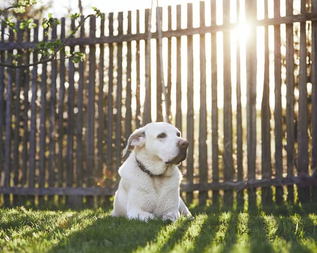 A dog owner has been fined £750 for allowing their dog to poo in their own garden