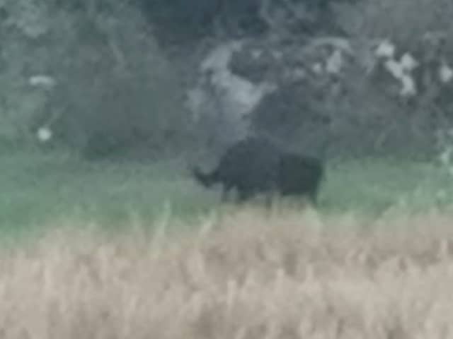  Black Panther of Rutland skulking through the undergrowth in in a farmers field in Empingham.