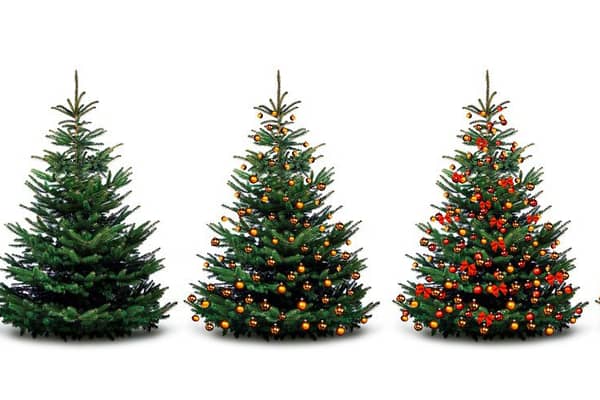 Eco-friendly ways to dispose of your Christmas tree (photo: Shutterstock)