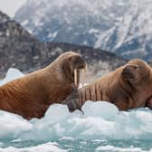 Will you become a walrus detective? (Photo: Shutterstock)
