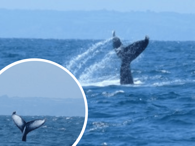 A rare humpback whale has been spotted off the Cornish coast