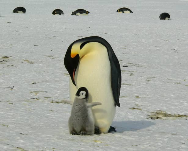 Chester Zoo is hiring a zookeeper to look after penguins & parrots - how to apply