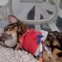 Heartbreaking footage shows 11-month-old moggy Bella hooked up to tubes and a heart monitor after coming into contact with a lily, which are highly poisonous to cats.