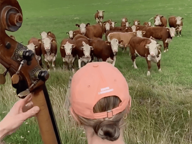 Watch the ‘udderly’ adorable moment a herd of cows rush down a field to enjoy free jazz performance