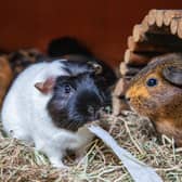 The RSPCA is this year backing Guinea Pig Awareness Week, as it deals with a big spike in the tiny critters coming through its doors (RSPCA/Supplied)