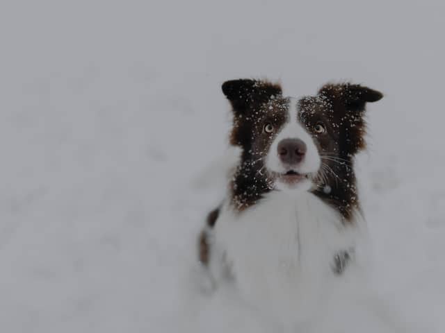 How to keep your dog safe during walks in the snow.