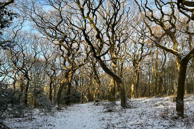 Moddershall Oaks' woodland walk (Photo: Amber Allott/NationalWorld)