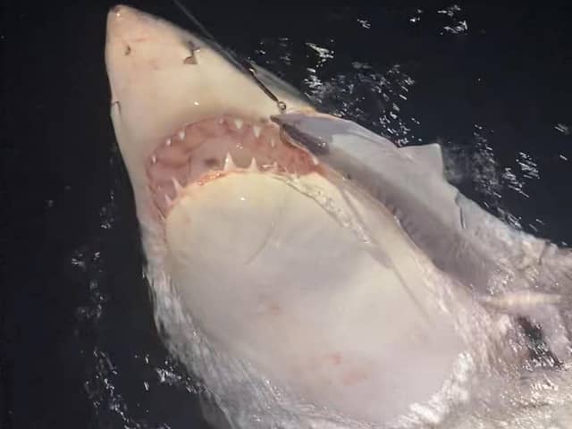 The great white shark caught by Blackpool dad Gus Smith while on holiday in New Zealand