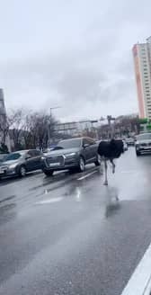 An escaped ostrich holds up traffic in South Korea.