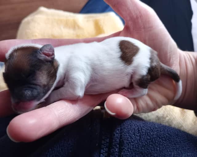 The tiny terrier puppy was found squealing in agony, when a passer-by saved her life.