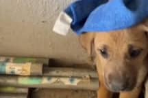 Man rescues adorable puppy trapped between walls.