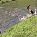 Woman is dragged into river while playing with her excited dog.