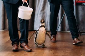 Groom surprises bride with penguin ring bearer at wedding.