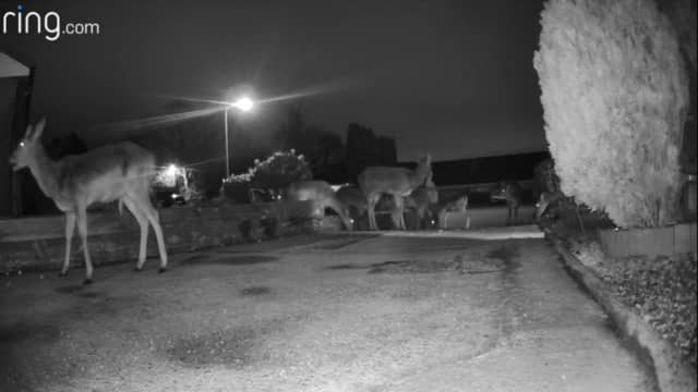 Herd of deer graze in resident’s front garden.