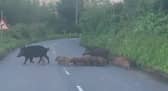 Two wild boars herd large group of piglets across road.