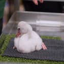 Adorable fluffy flamingo chicks hand-reared at Whipsnade Zoo