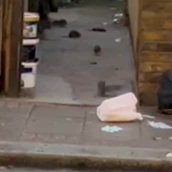 Video grab of a rat infested alleyway off Franciscan Road in Tooting, south London. October 2 2024.