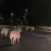  Hundreds of escaped sheep were pictured blocking a bypass in the early hours of the morning - after a country gate was left open. 