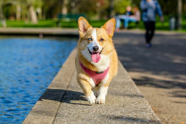 When your dog goes missing it is a really distressing time.