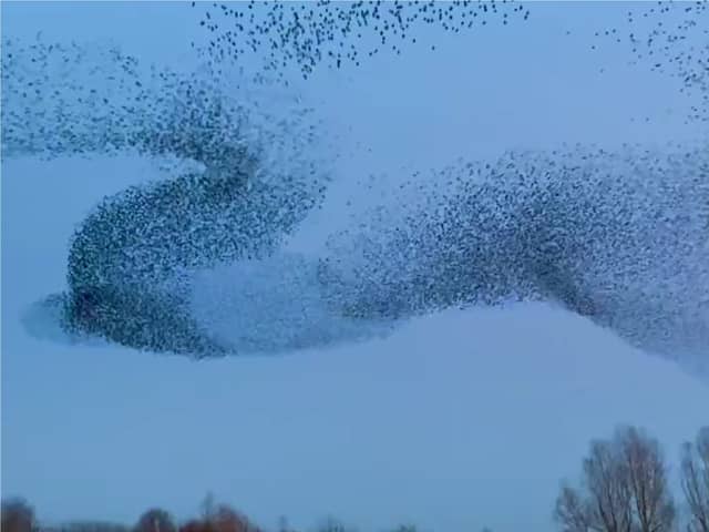 Incredible North Yorkshire starling murmuration caught on camera.