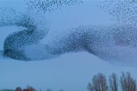 Incredible North Yorkshire starling murmuration caught on camera.
