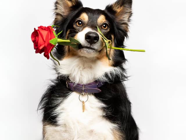The survey was commissioned by The Kennel Club ahead of Crufts next month