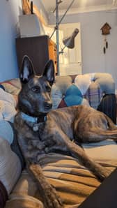 Mia the Dutch Shepherd.