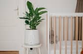 The Natede Smart uses the power of plants to clean up the air in your home