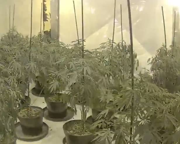 £4.5m drug operation consisting of  75 cannabis farms uncovered.
