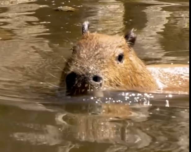 Capybara cools off at Chester Zoo