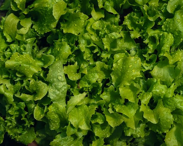 Lettuce water is once again growing in popularity on social media.