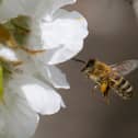 Around 10 people die in the UK every year from bee and wasp stings.