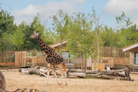 The Reserve at Chester Zoo is set to welcome its first guests this week.