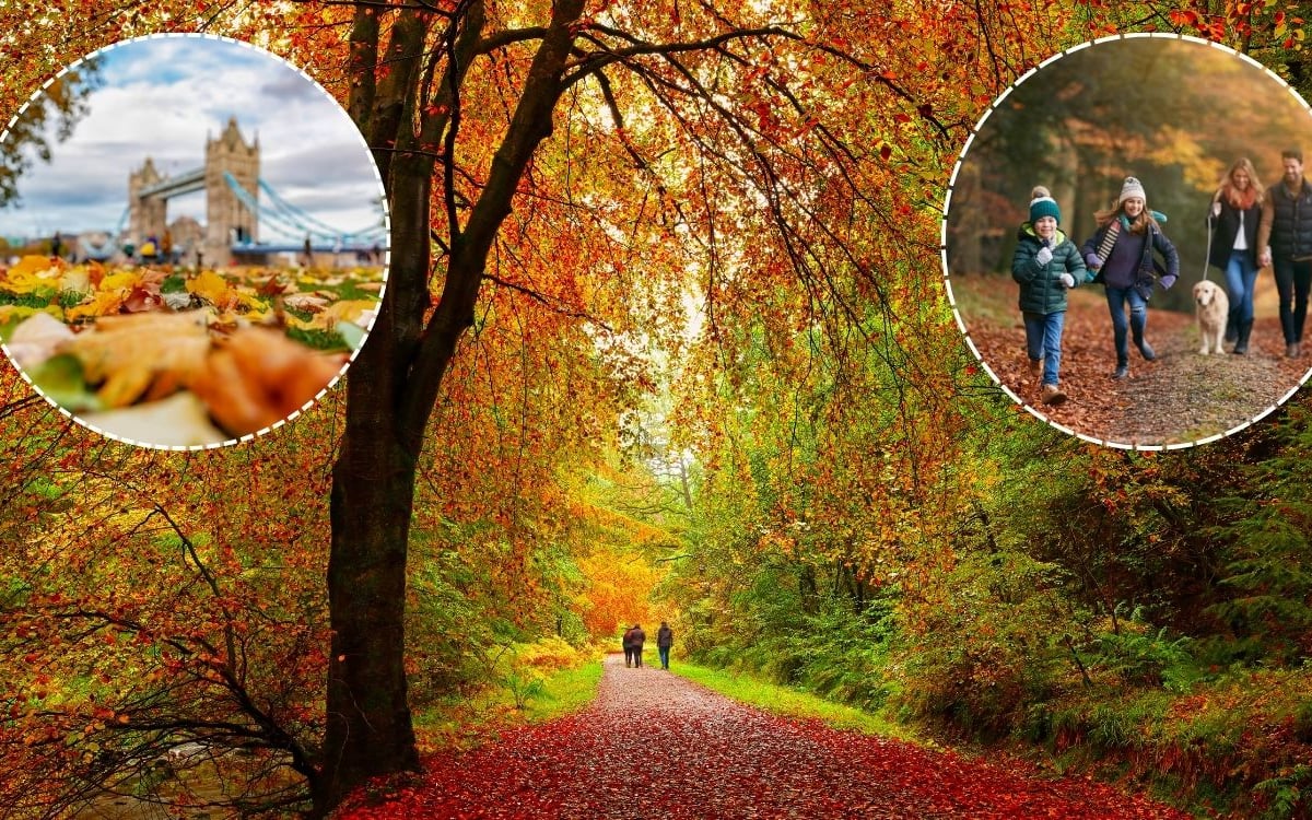 'We're Expecting a Really Beautiful Display': Why Autumn Leaves May...