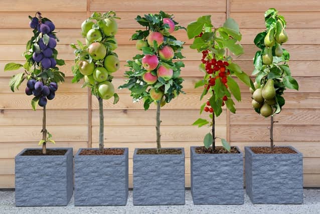 Growing your own fruit is immensely satisfying - but this deal makes it very easy, and very cheap