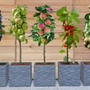 Growing your own fruit is immensely satisfying - but this deal makes it very easy, and very cheap 