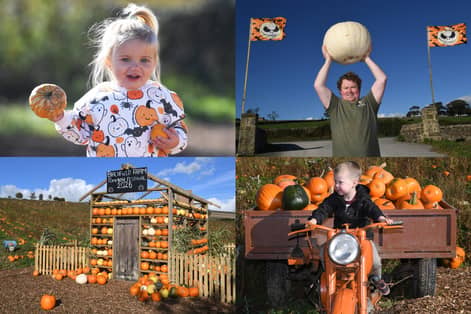 We take a look at 13 photos of families enjoying pumpkin picking and Halloween fun at Birchfield Ice Cream Farm near Harrogate