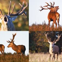 11 fantastic photos as red deer rutting season gets under way at Studley Royal Deer Park in Ripon