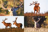 We take a look at 11 fantastic photos as red deer rutting season gets under way at Studley Royal Deer Park in Ripon