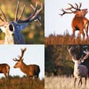 We take a look at 11 fantastic photos as red deer rutting season gets under way at Studley Royal Deer Park in Ripon