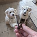 YuMove's little joint supplement treats are my dogs' favourite snacks right now