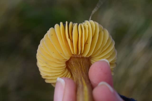 The date waxcap discovered in Nidderdale on 21 October.