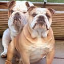 Instagram-famous bulldogs Pablo and Diego, from Harrogate, are inviting local dog owners to join them for a free community walk through Valley Gardens as part of Mountain Warehouse’s Great British Walkies campaign