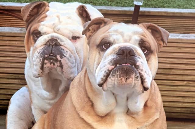 Instagram-famous bulldogs Pablo and Diego, from Harrogate, are inviting local dog owners to join them for a free community walk through Valley Gardens as part of Mountain Warehouse’s Great British Walkies campaign